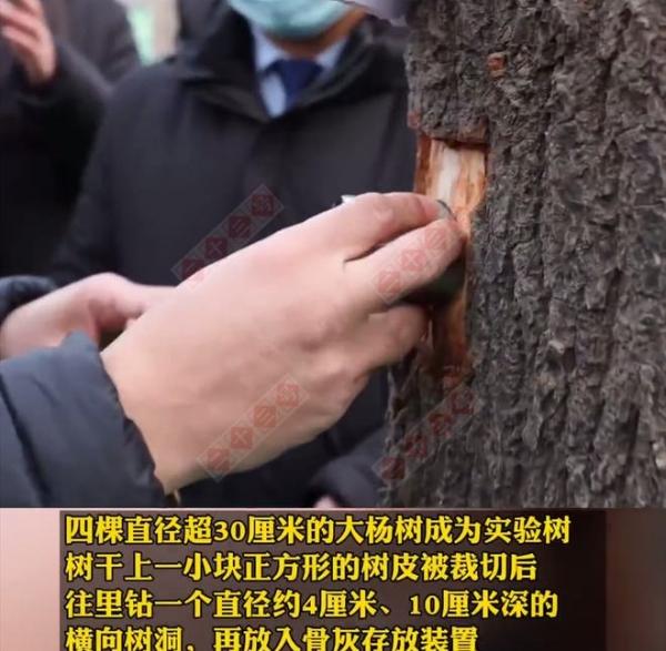 树葬_树葬政策_树葬是怎样的葬法