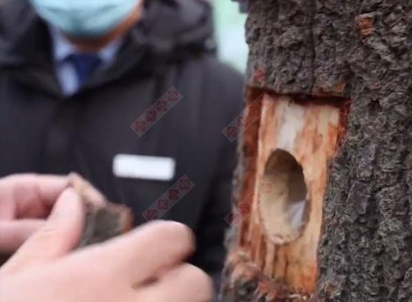 树葬是怎样的葬法_树葬政策_树葬