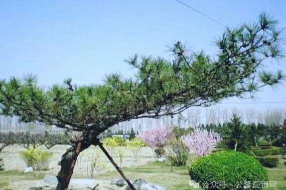 墓地价格大概多少_杭州墓地价格_墓地价格