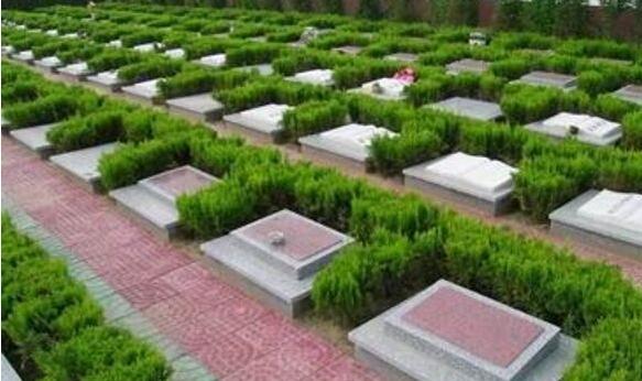 树葬_树葬北京哪家最好_树葬是怎样的葬法