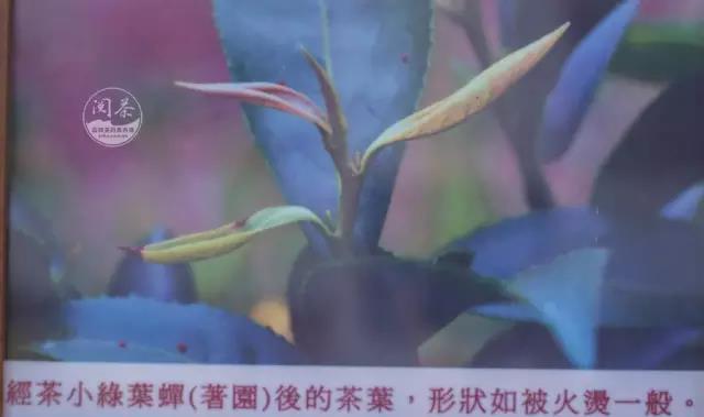 慈湖陵园_慈湖陵寝_慈湖陵寝和大溪陵寝