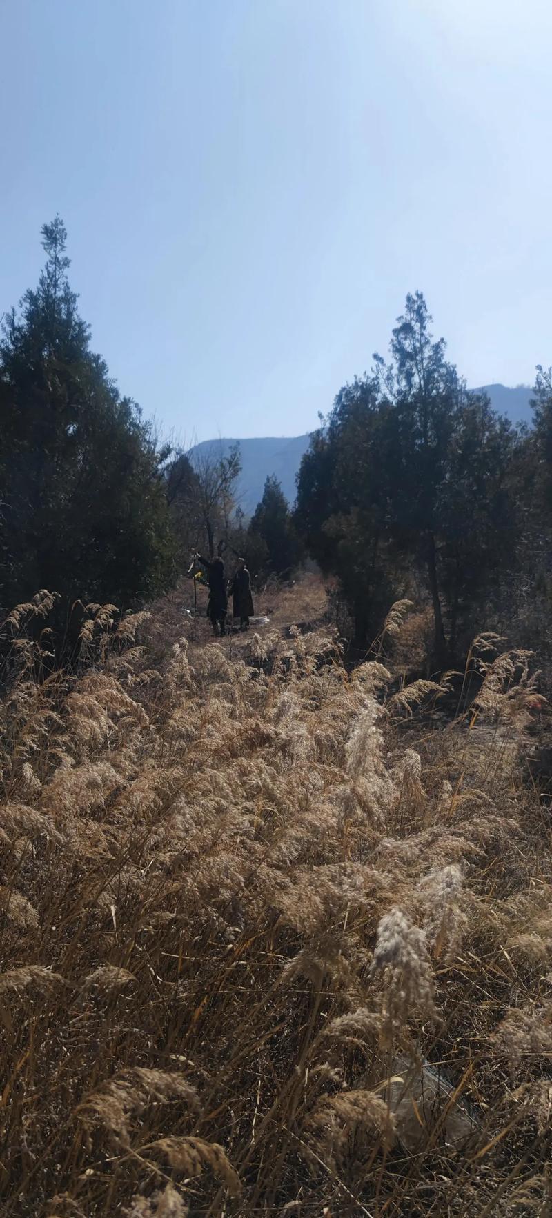 做梦坟地冒烟_梦见坟墓冒烟_坟墓冒烟梦见蛇