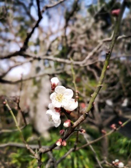 广东祠堂文化_中国祠堂文化_祠堂文化